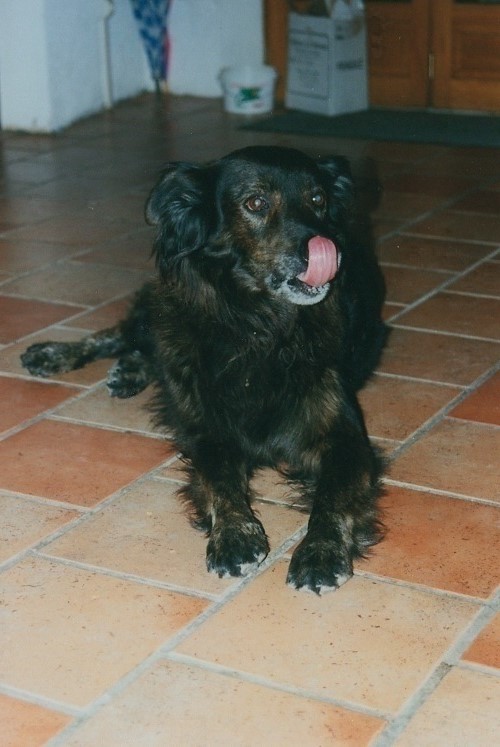 Rover3.jpg (500 x 747)